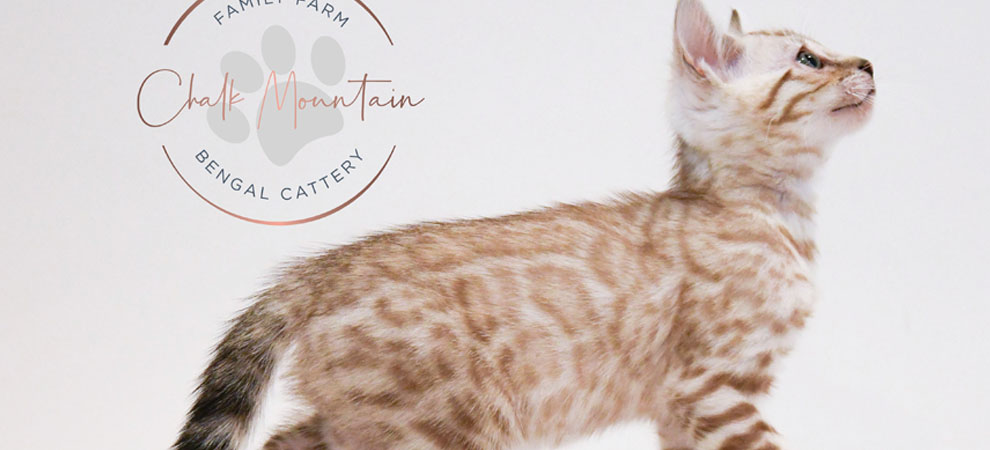 Bengal kitten for sale